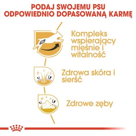 Royal Canin Jack Russell Terrier Adult karma sucha dla psów dorosłych rasy jack russell terrier 500g - 5