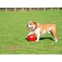 Boomer Ball M - 6" / 15cm czerwona - 6