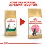 Royal Canin Maine Coon Kitten karma sucha dla kociąt, do 15 miesiąca, rasy maine coon 2kg - 3