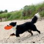 Trixie Frisbee Dysk z gumy TPR 18cm [TX-33505] - 4