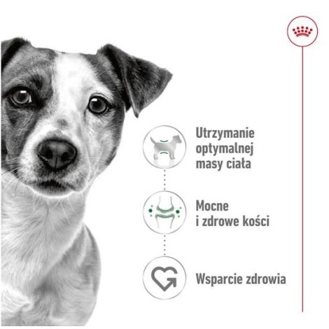 Royal Canin Mini Adult karma sucha dla psów dorosłych, ras małych 4kg - 2