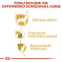 Royal Canin Yorkshire Terrier Adult karma sucha dla psów dorosłych rasy yorkshire terrier 1,5kg - 5