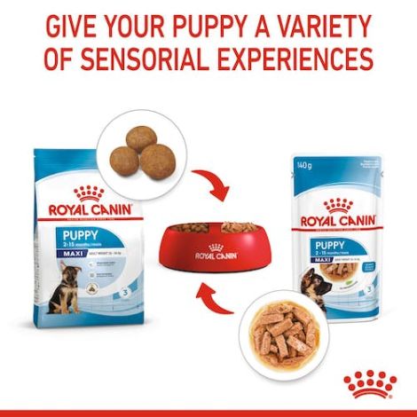 Royal Canin Maxi Puppy karma mokra w sosie dla szczeniąt, od 2 do 15 miesiąca życia, ras dużych saszetka 140g - 3