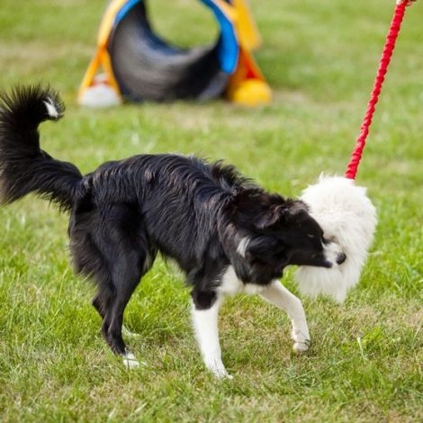 Dingo Zabawka dla psa - Szarpak Naturalne futro owcze bungee różowy - 4