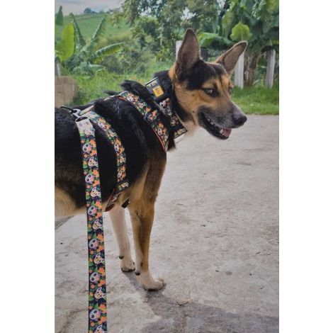 Dingo Obroża regulowana City - Chiapas 2,0cm/45cm - 3