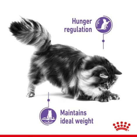 Royal Canin Appetite Control Care karma mokra w galaretce dla kotów dorosłych, domagających się jedzenia saszetka 85g - 2