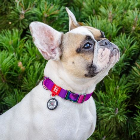 Collar WauDog Recycled Obroża nylonowa z QR-paszportem, gradient S 15mm/25-35cm fioletowy - 3
