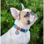 Collar WauDog Recycled Obroża nylonowa z QR-paszportem, gradient M 20mm x 28-40cm niebieski - 3